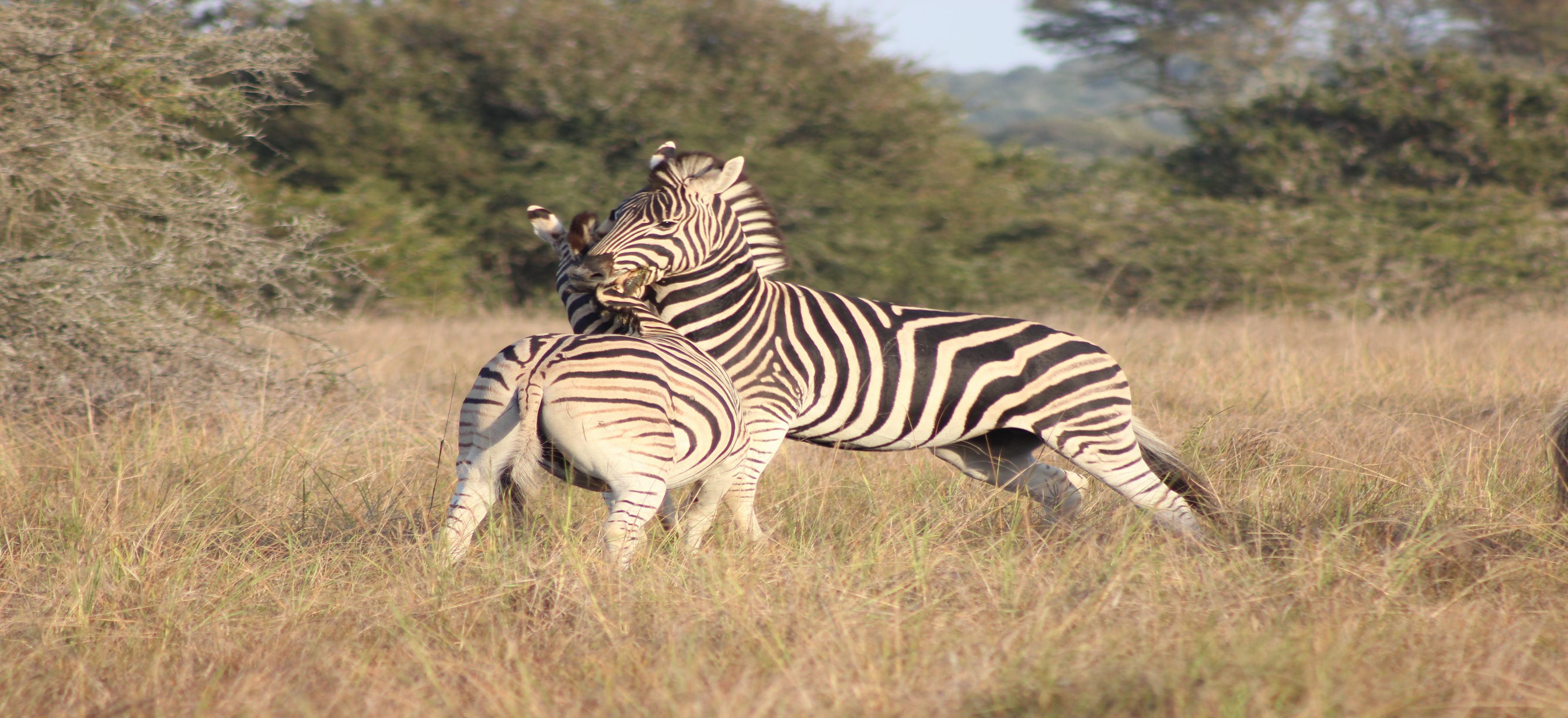 Bukela Game Lodge - Заповедник Амакхала Экстерьер фото