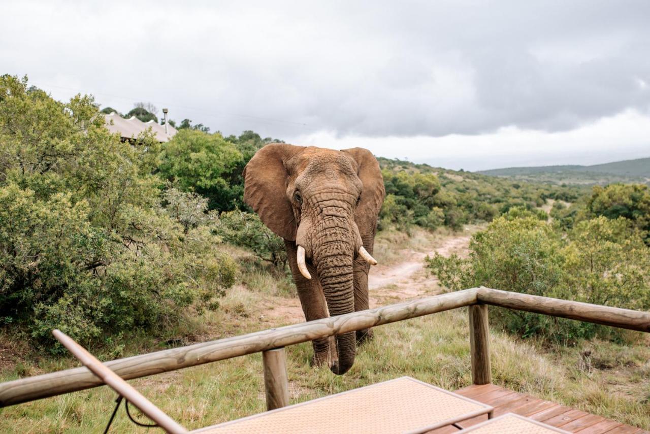 Bukela Game Lodge - Заповедник Амакхала Экстерьер фото