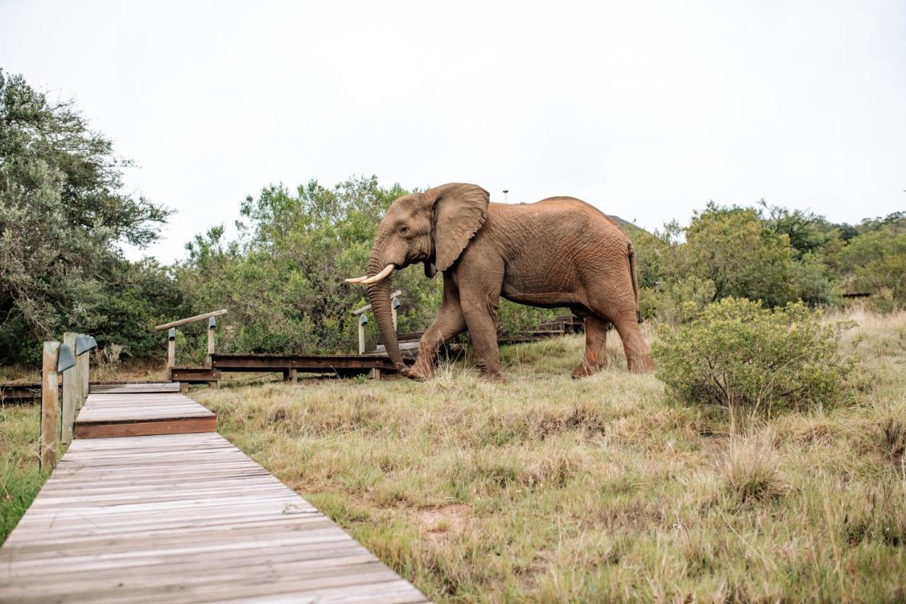 Bukela Game Lodge - Заповедник Амакхала Экстерьер фото