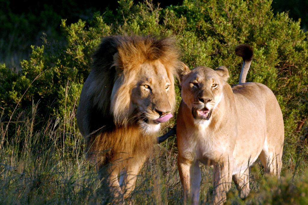 Bukela Game Lodge - Заповедник Амакхала Экстерьер фото