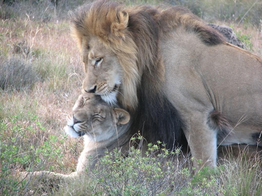 Bukela Game Lodge - Заповедник Амакхала Экстерьер фото