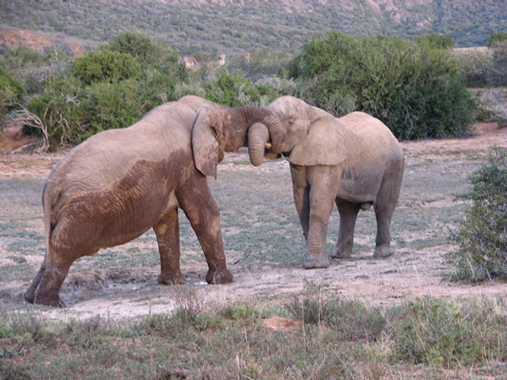 Bukela Game Lodge - Заповедник Амакхала Экстерьер фото
