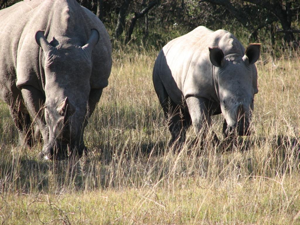 Bukela Game Lodge - Заповедник Амакхала Экстерьер фото