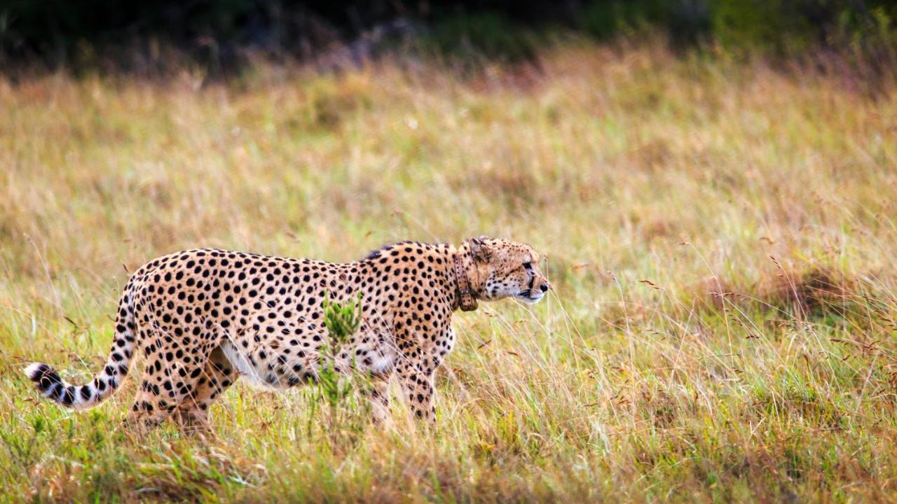 Bukela Game Lodge - Заповедник Амакхала Экстерьер фото