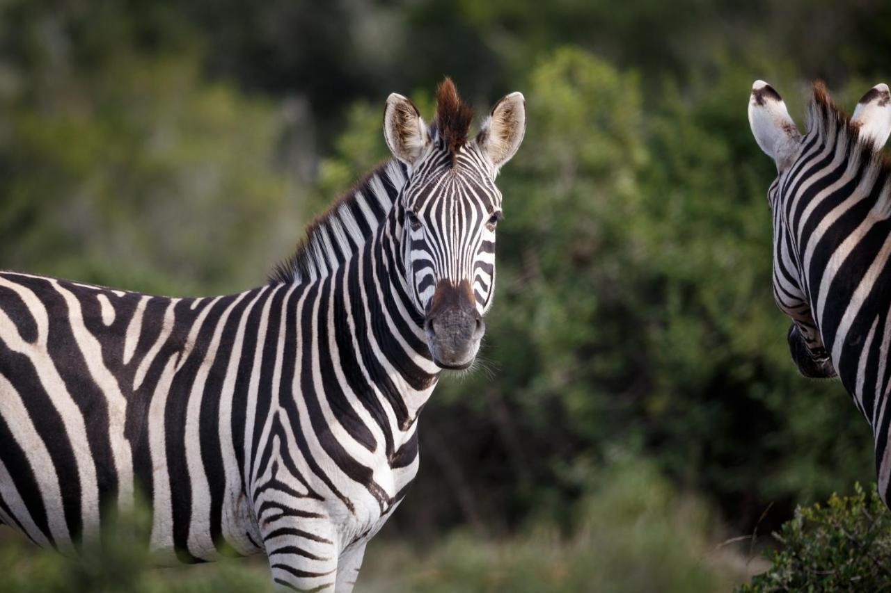 Bukela Game Lodge - Заповедник Амакхала Экстерьер фото